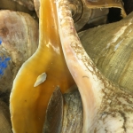 Conch Lambi